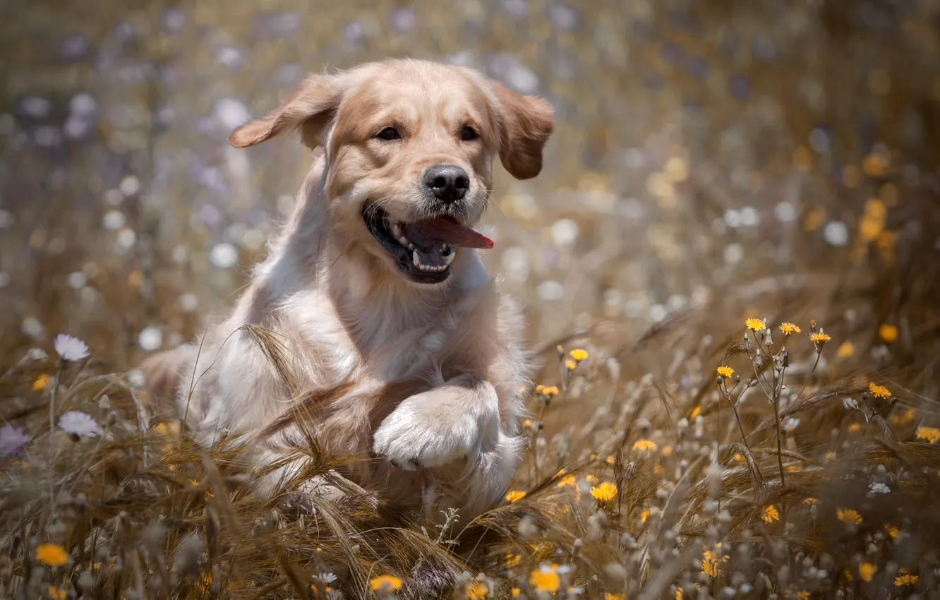 Photo wallpaper field, joy, flowers, dog, ears, walk, Golden Retriever, Golden Retriever