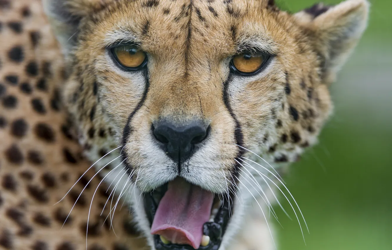 Photo wallpaper language, cat, face, Cheetah, yawns, ©Tambako The Jaguar