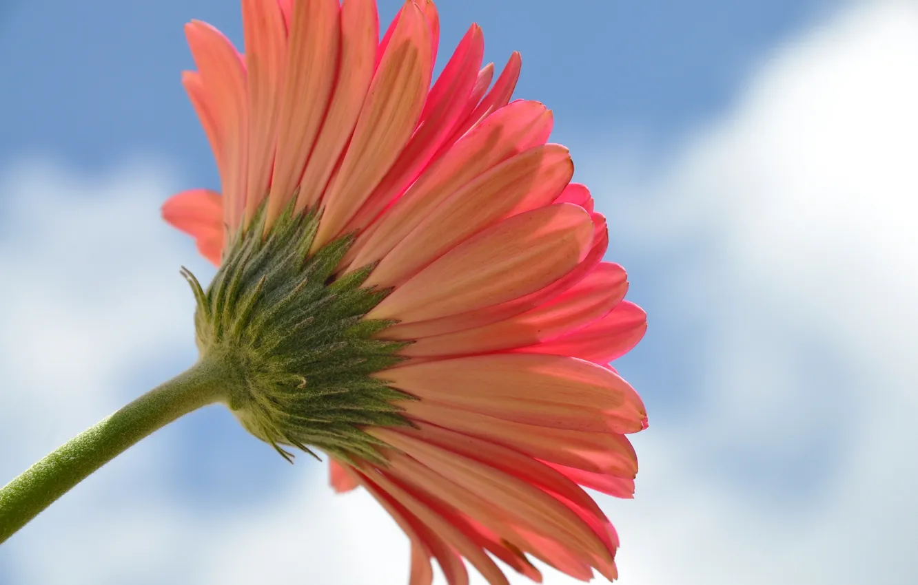 Photo wallpaper the sky, flowers, petals, stem, gerbera