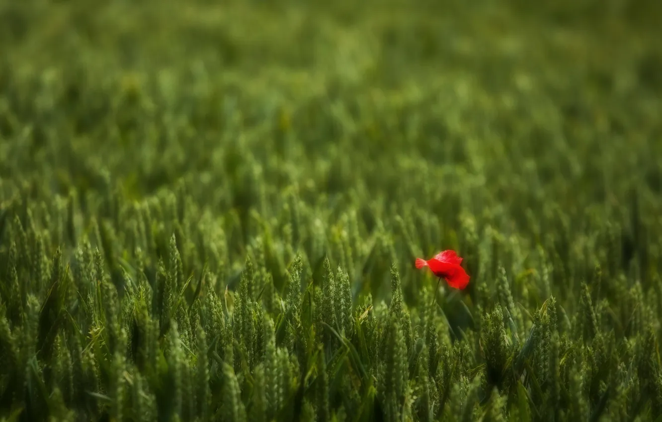 Photo wallpaper field, nature, Mac