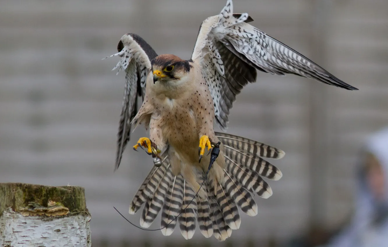 Photo wallpaper bird, wings, tail, Falcon, tail