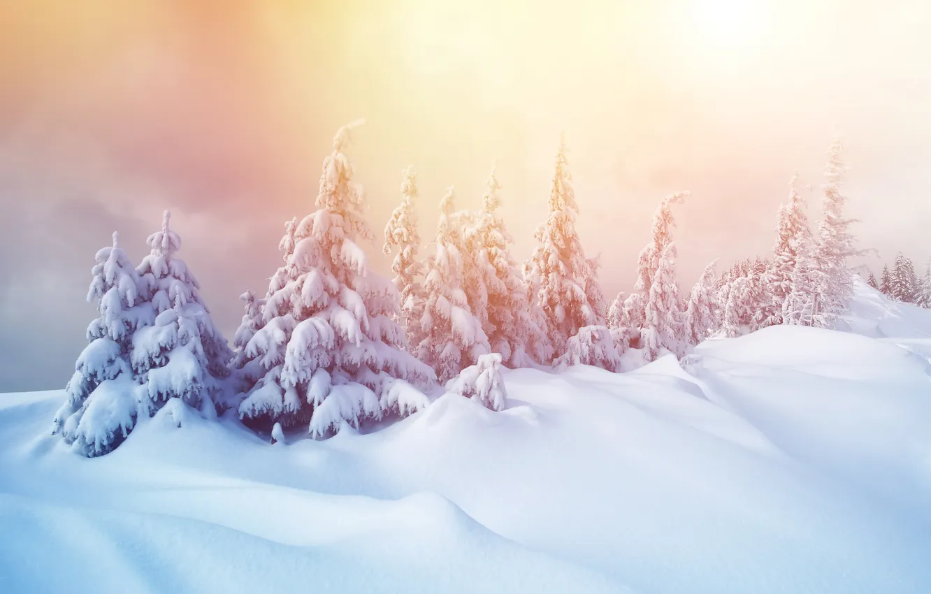 Photo wallpaper winter, forest, snow, snowflakes, tree, nature, winter, snow