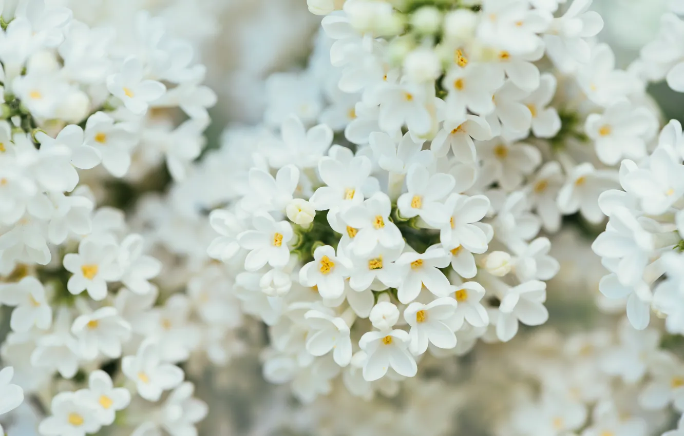 Photo wallpaper spring, flowering, White lilac