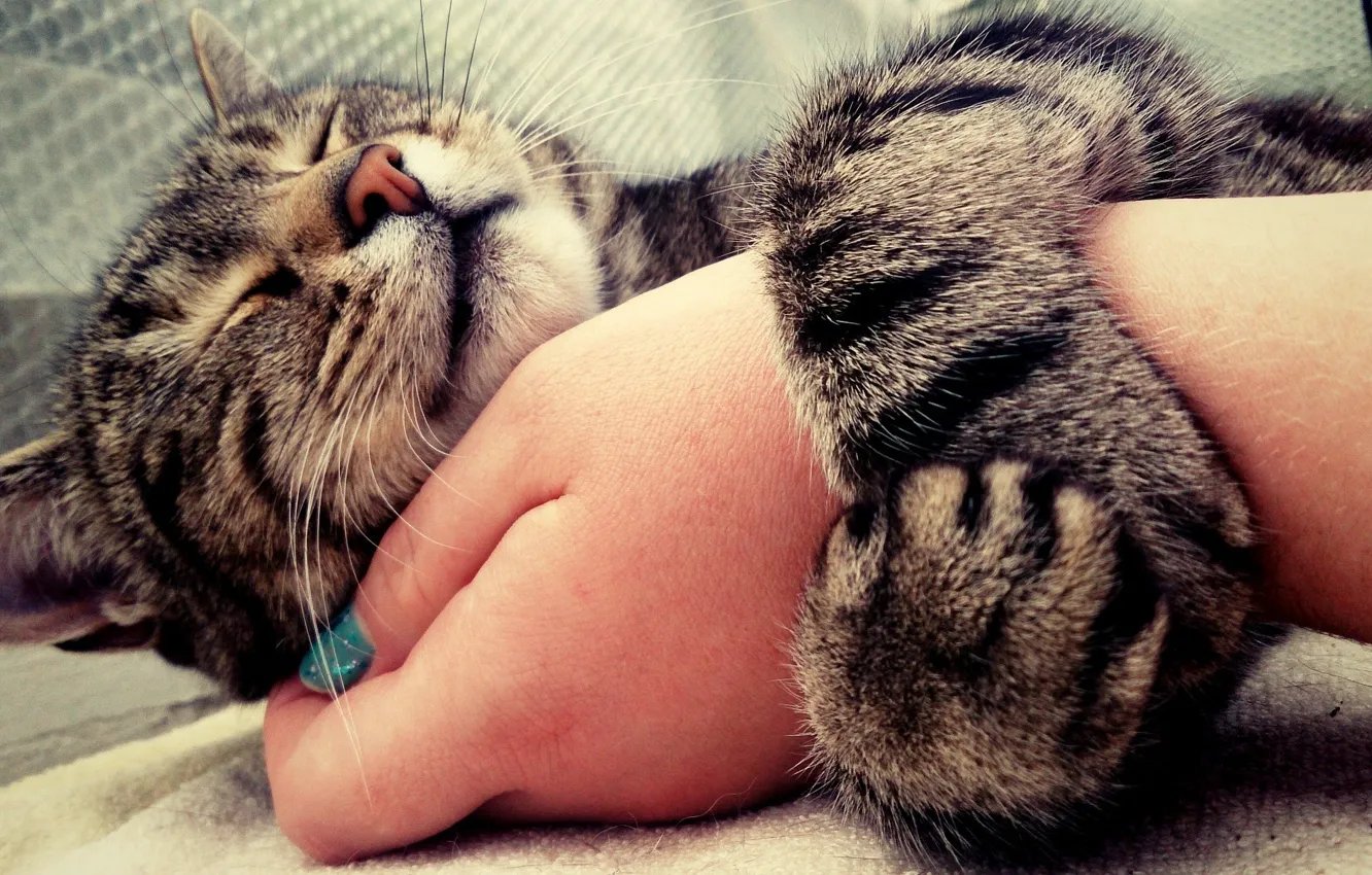 Photo wallpaper mood, Cat, hug, animal, hand, cute, embrace, nose