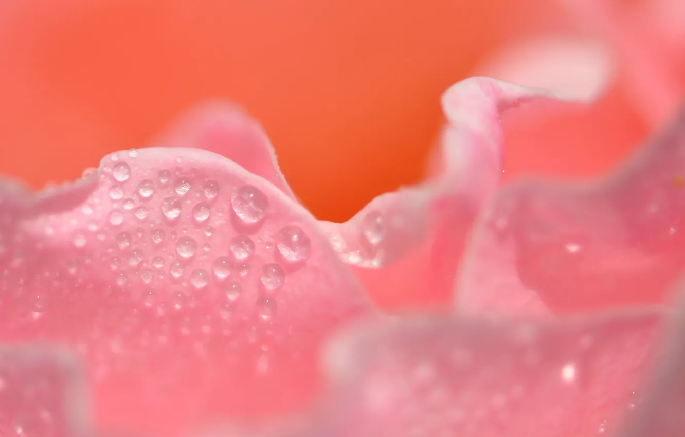 Photo wallpaper flowers, reflection, roses, kapdi, livestock