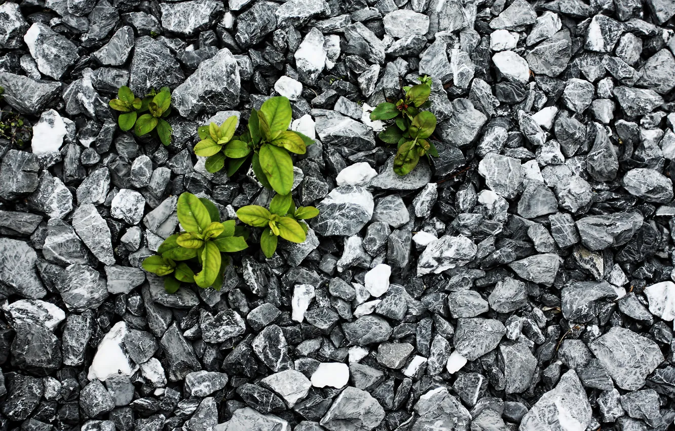 Photo wallpaper leaves, stones, plant, fight, survival