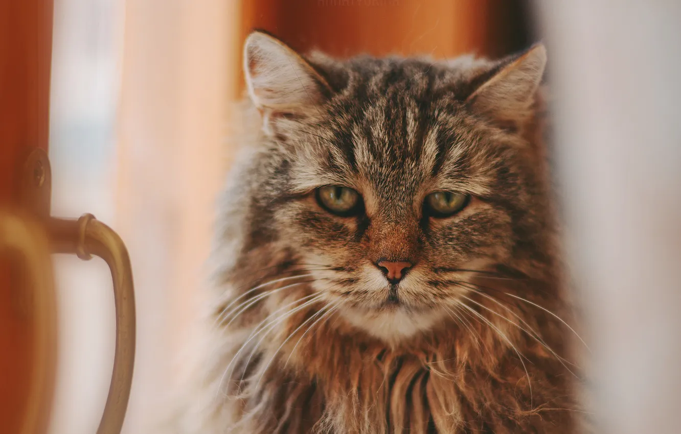 Photo wallpaper cat, cat, look, pose, face