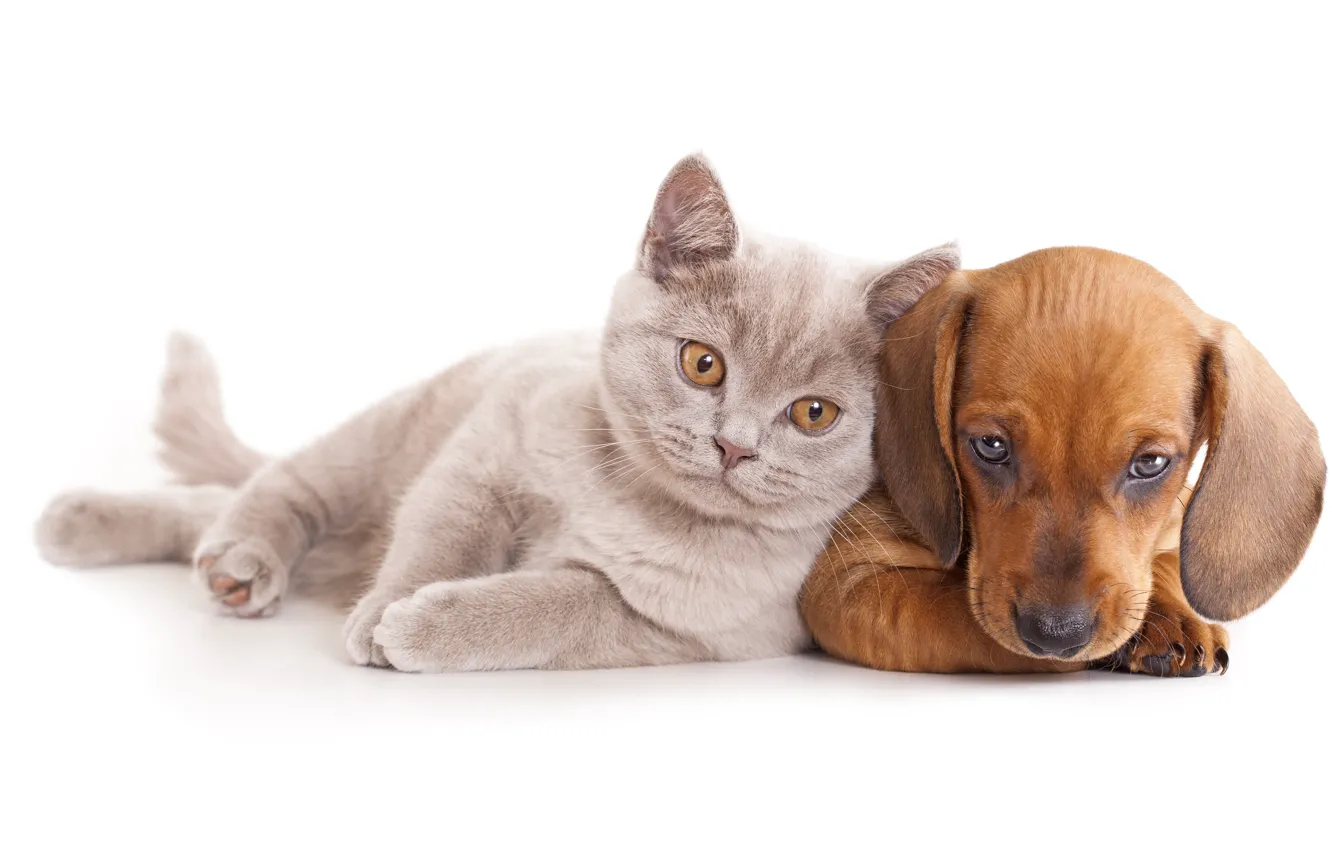 Photo wallpaper cat, each, dog, Dachshund, cat, dog