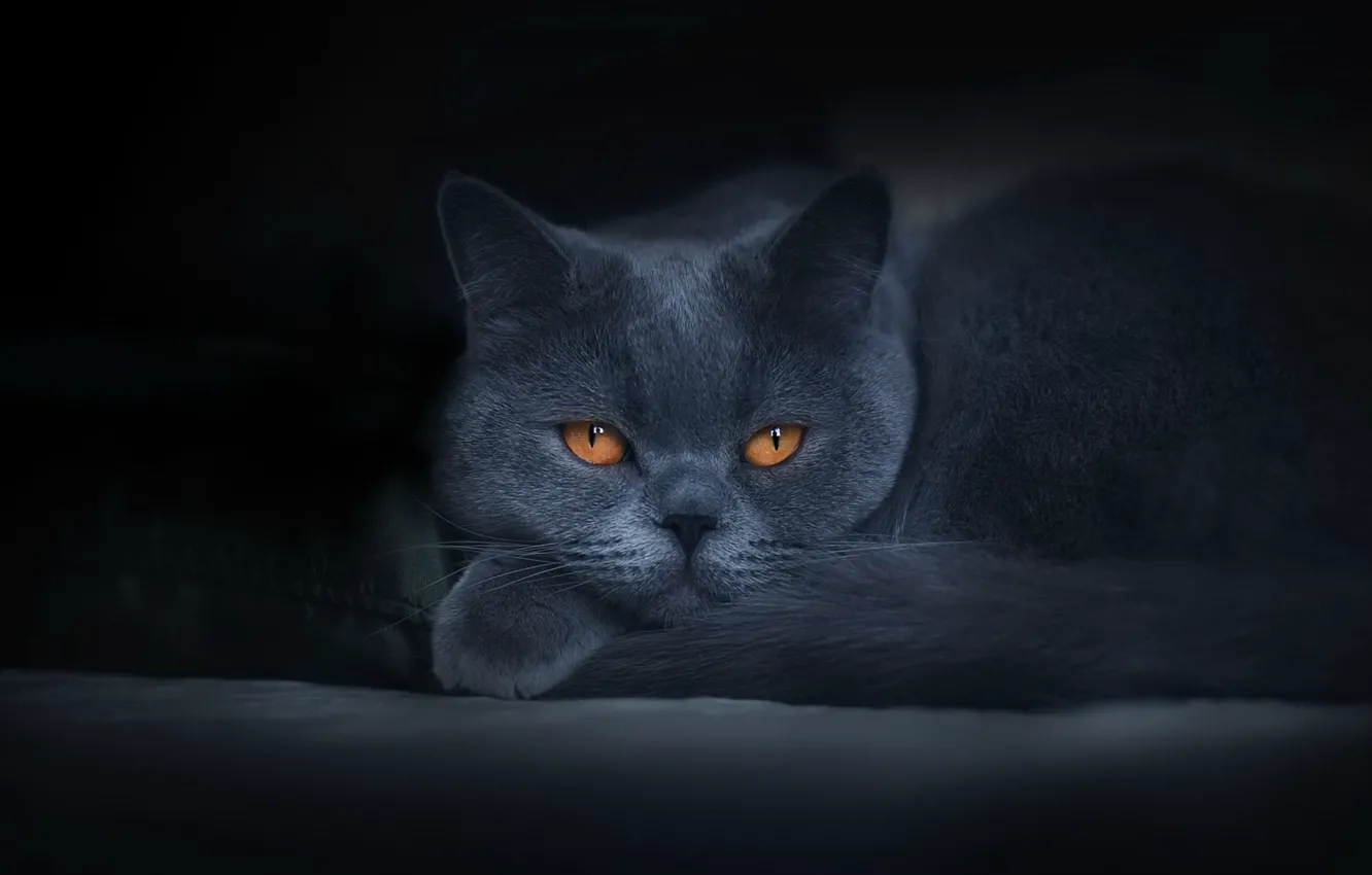 Photo wallpaper cat, cat, look, face, the dark background, grey, portrait, legs