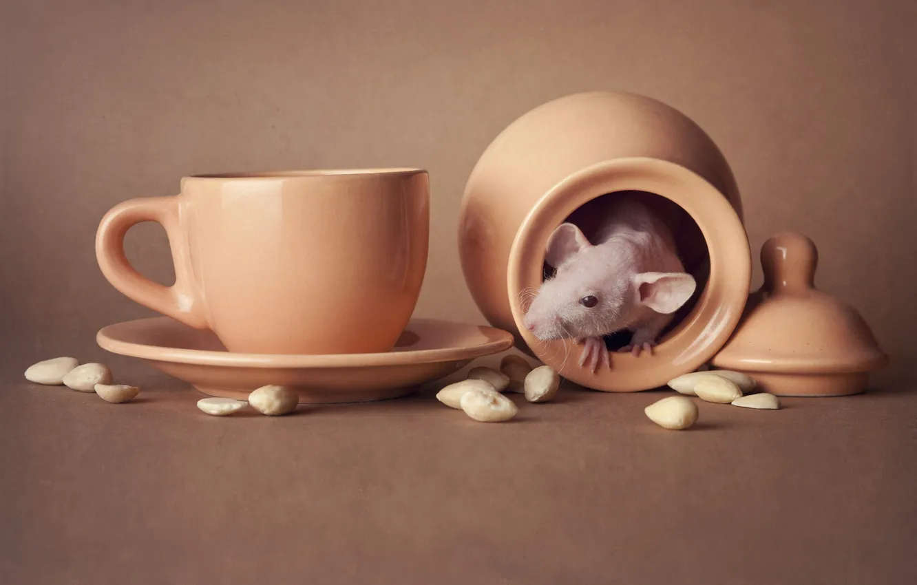 Photo wallpaper pose, mouse, mouse, muzzle, still life, rat