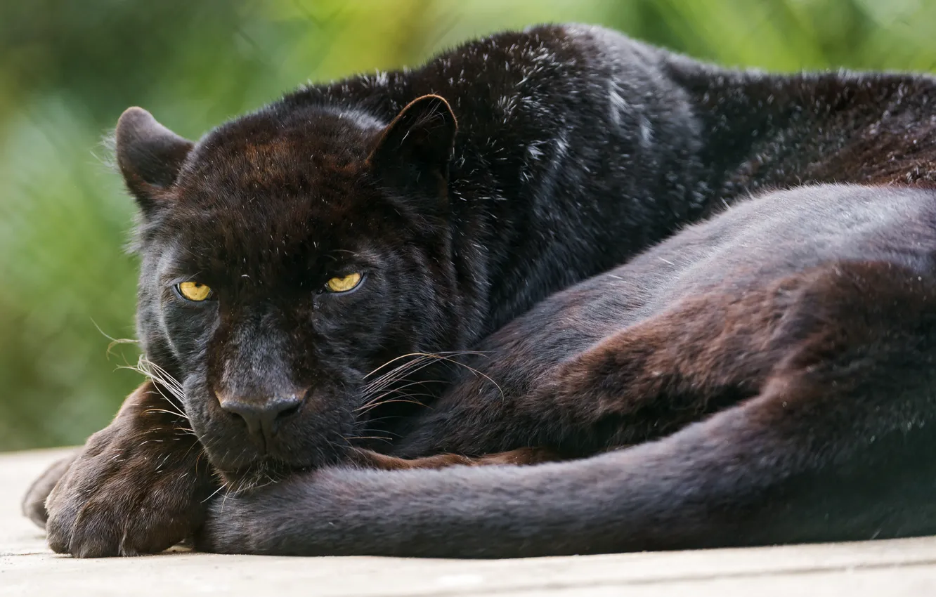 Photo wallpaper cat, black, Panther, leopard, ©Tambako The Jaguar