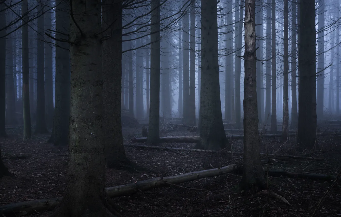 Photo wallpaper forest, trees, nature, fog, England, England, Hertfordshire, Hertfordshire
