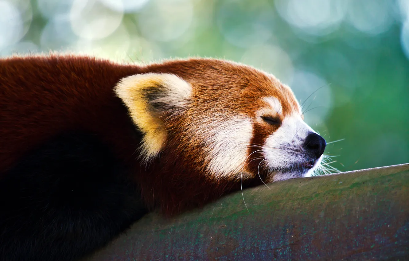 Photo wallpaper Panda, firefox, red, small