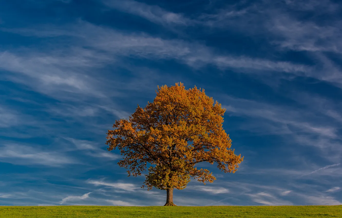 Photo wallpaper field, autumn, the sky, clouds, tree