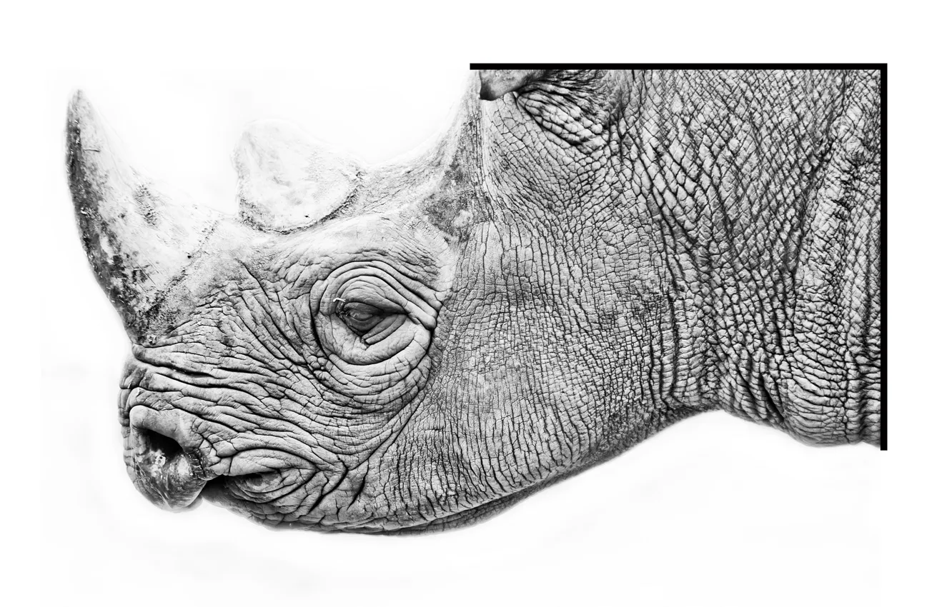 Photo wallpaper nature, background, Rhino