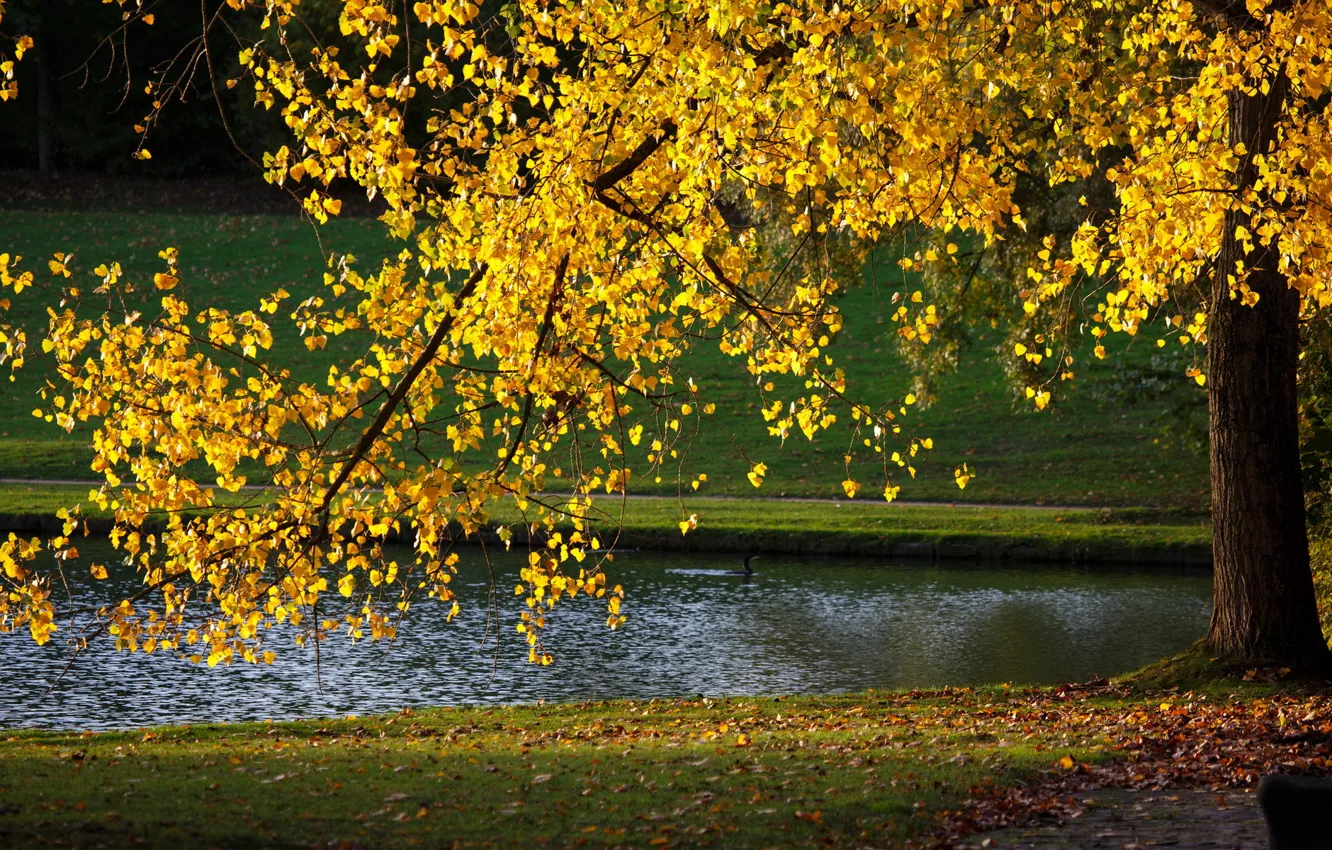 Photo wallpaper autumn, nature, Park