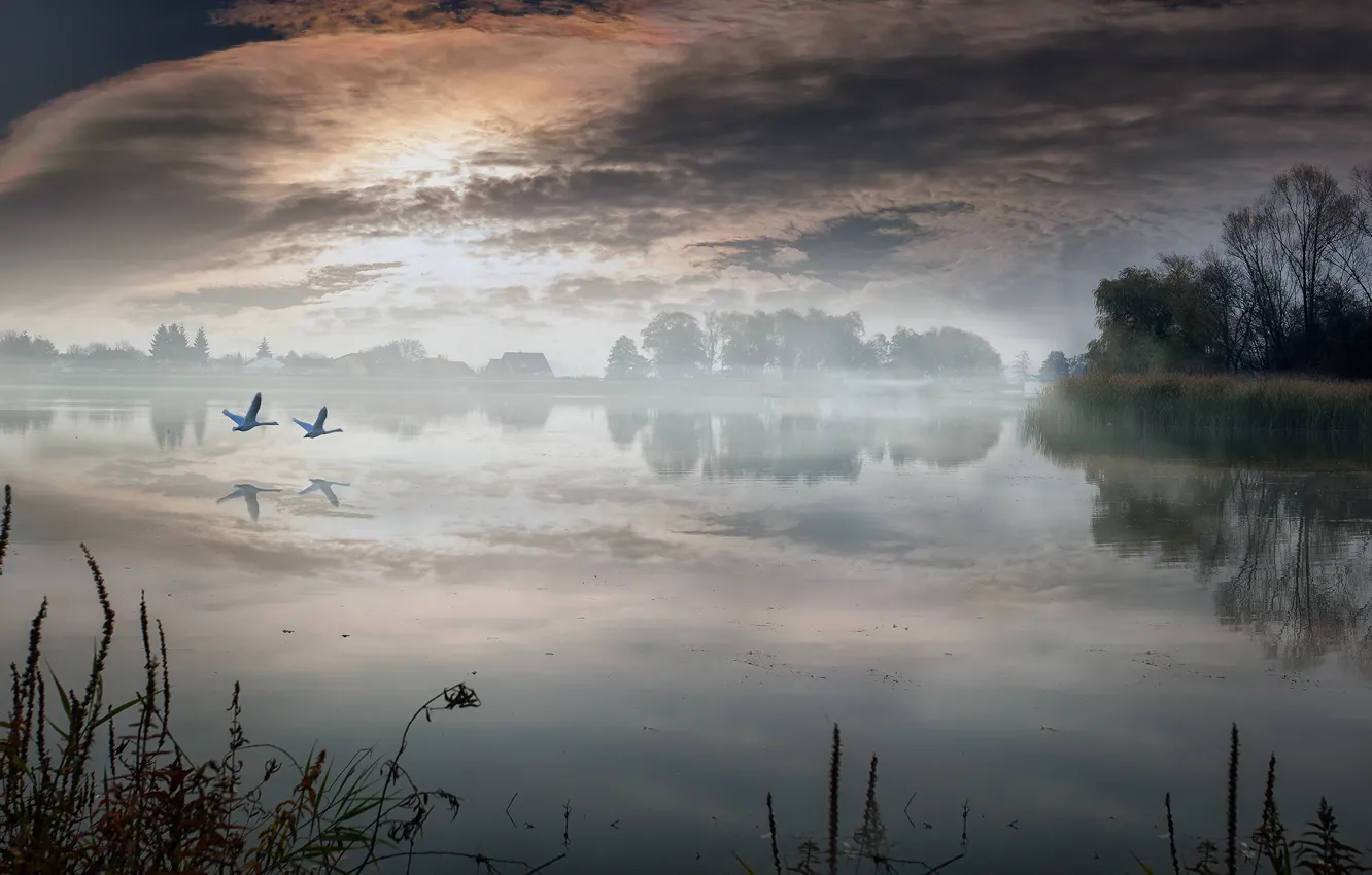 Photo wallpaper landscape, lake, morning, village, swans