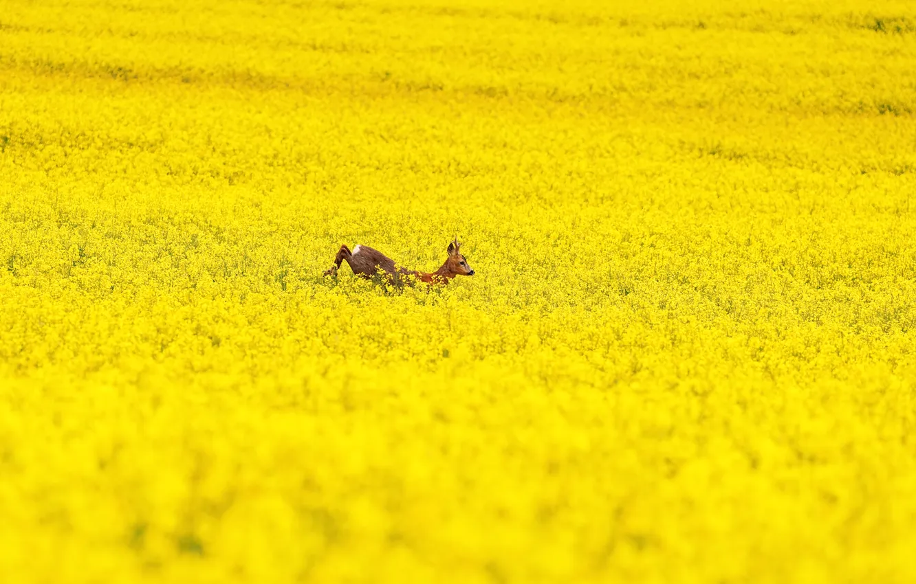 Photo wallpaper field, ROE, rape