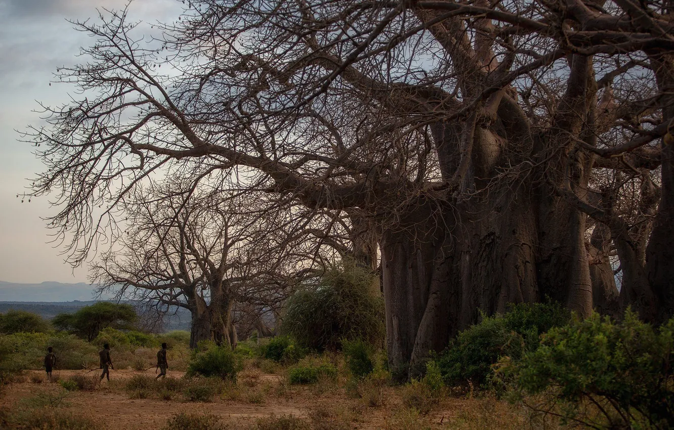 Photo wallpaper trees, hunting, Safari, Rashid Usmanov