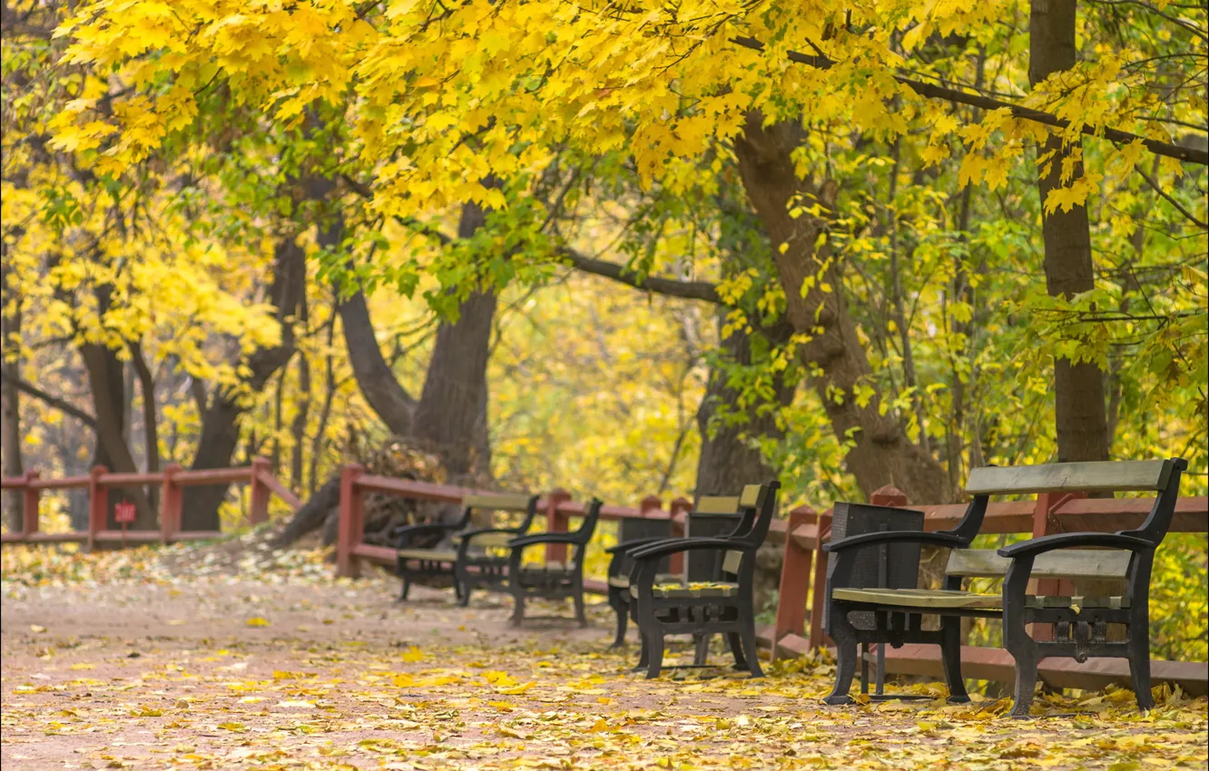 Photo wallpaper Russia, Moscow, Golden autumn