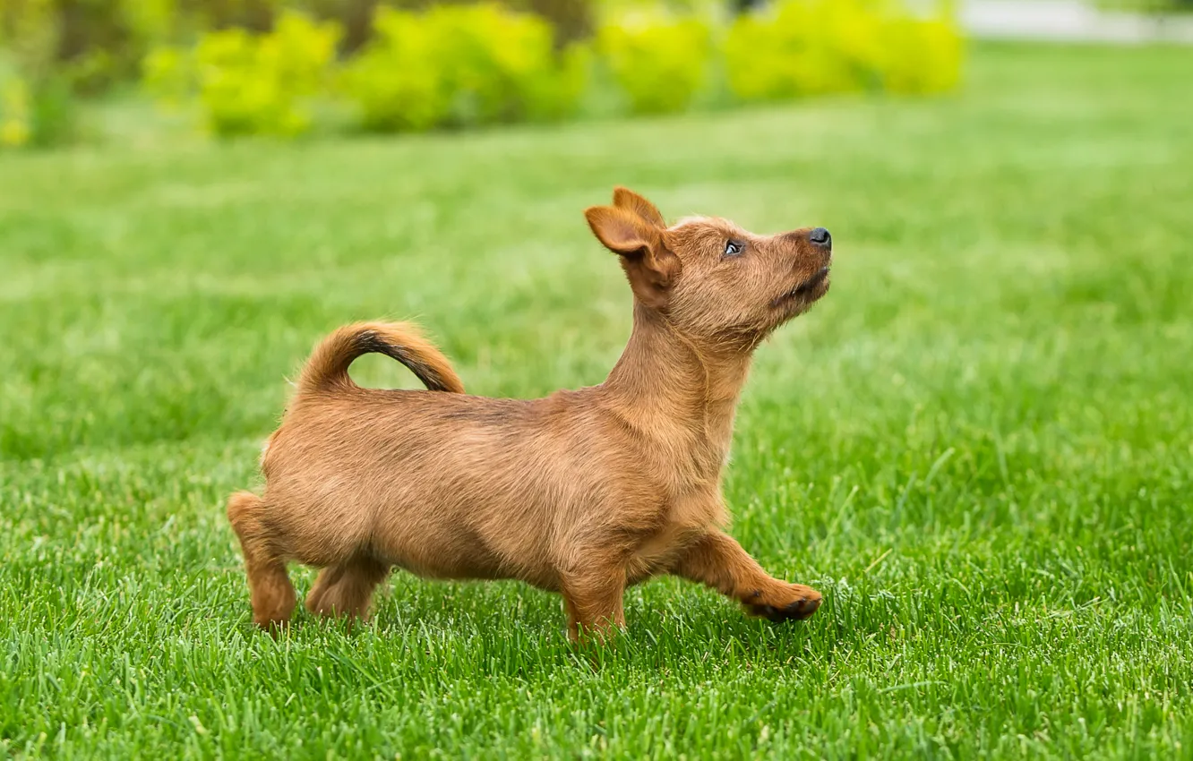 Photo wallpaper lawn, puppy, lawn, funny, Terrier