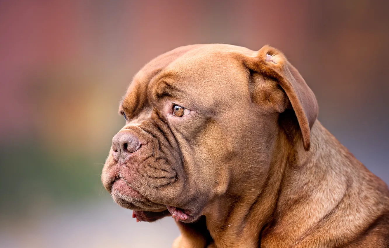 Photo wallpaper dog, muzzle, pechalka