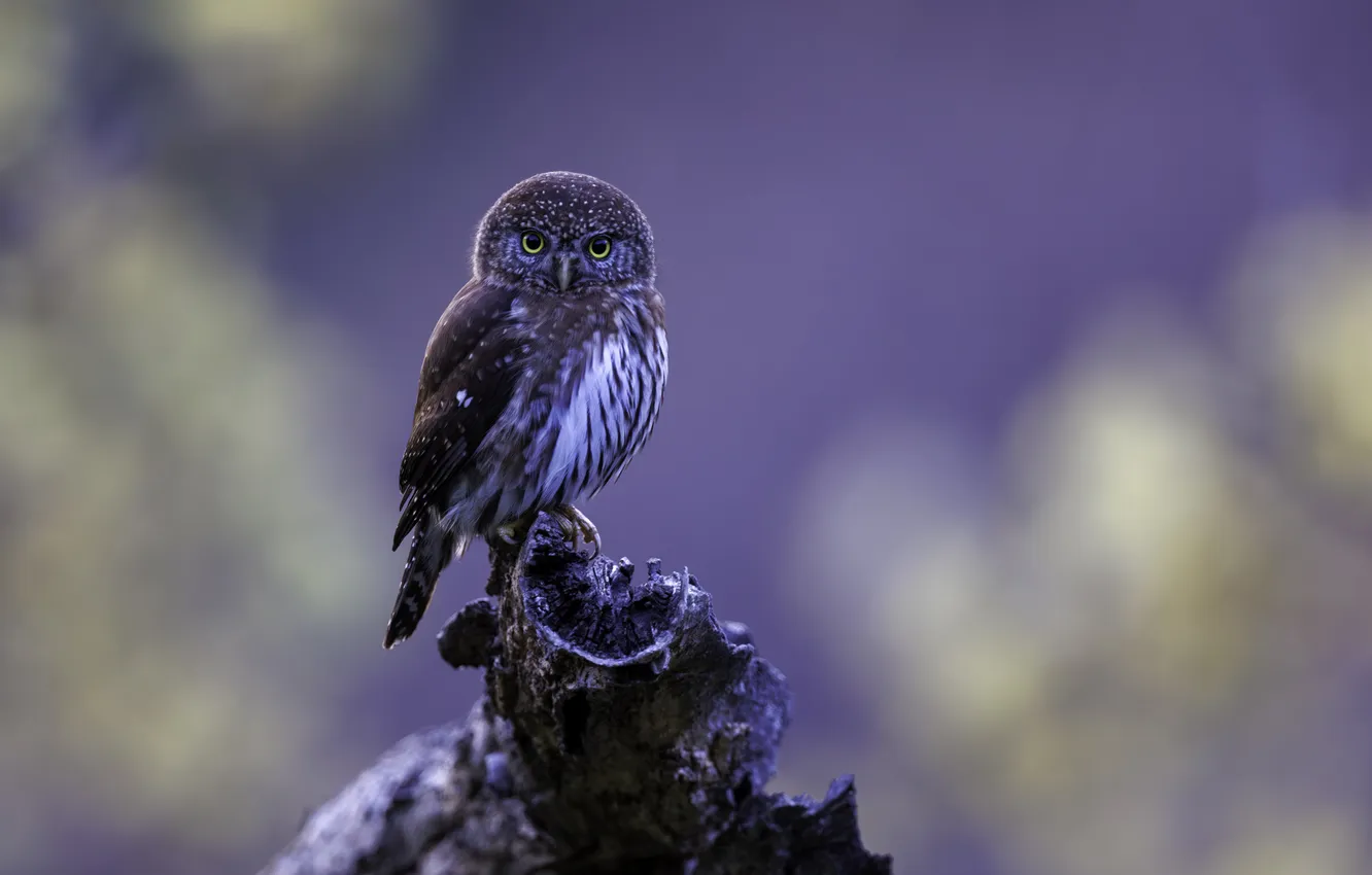 Photo wallpaper trees, branches, owl, bird