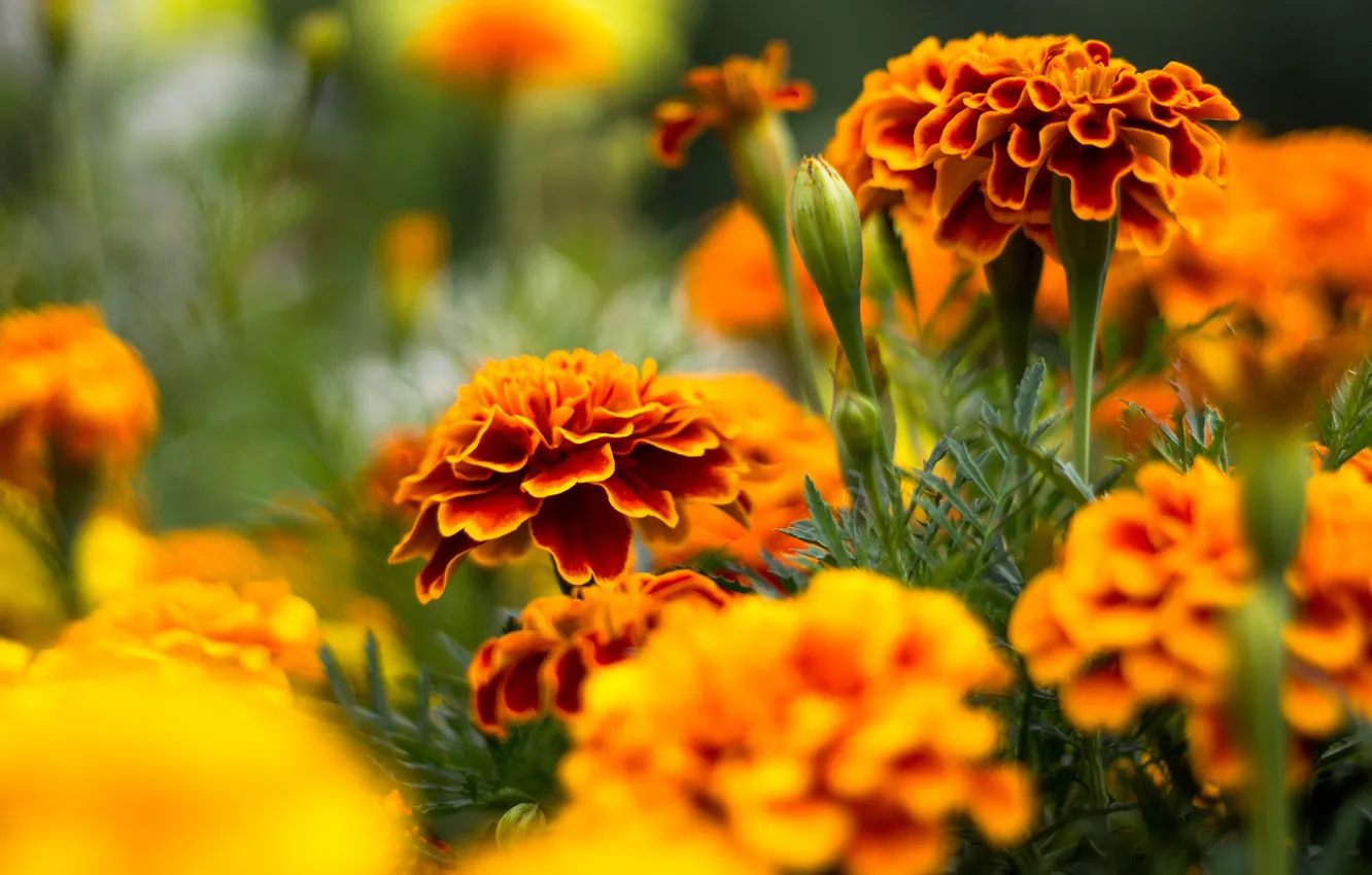 Photo wallpaper flowers, background, blur, garden, red, autumn, marigolds
