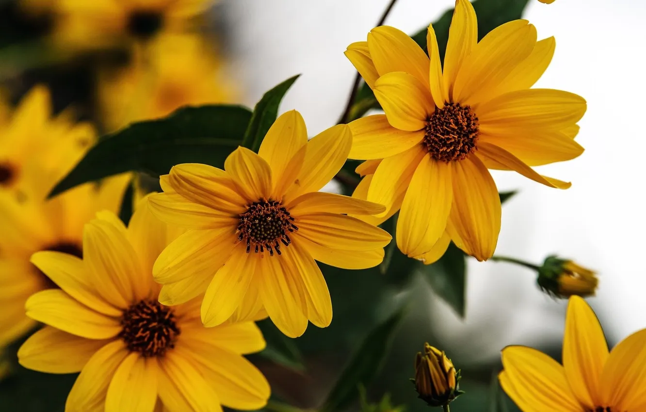 Photo wallpaper summer, leaves, macro, flowers, yellow, trio, light background, bokeh