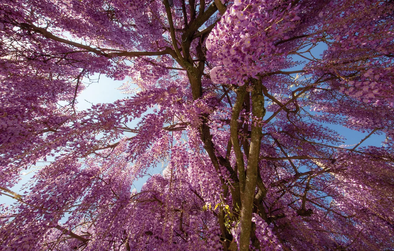 Photo wallpaper the sky, light, trees, flowers, branches, branch, beauty, spring