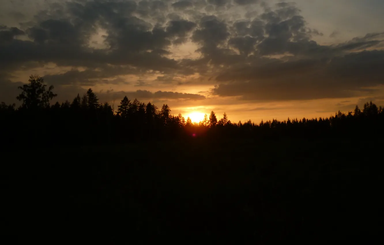 Photo wallpaper forest, summer, sunset