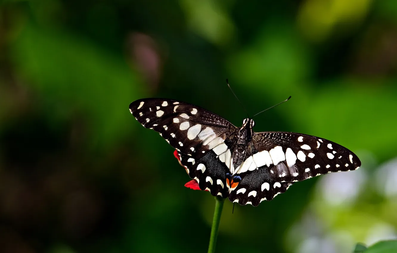 Photo wallpaper flight, macro, butterfly, wings, beautiful, closeup