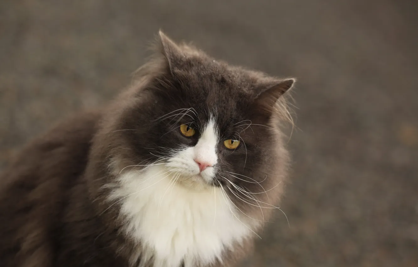 Photo wallpaper cat, look, background