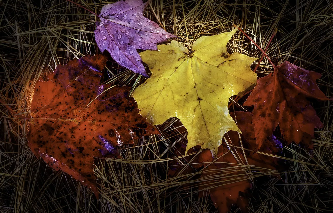 Photo wallpaper autumn, leaves, nature