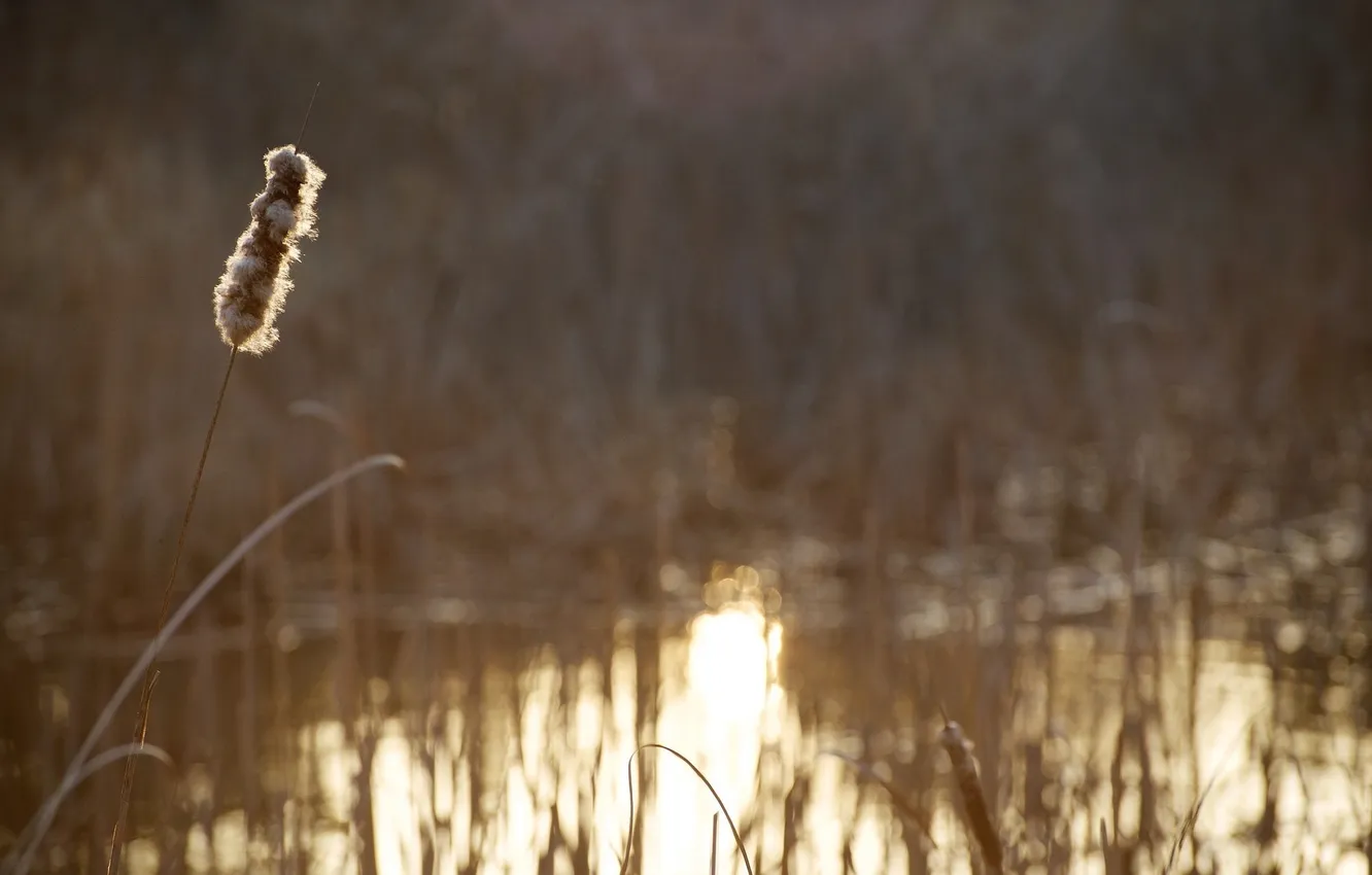 Photo wallpaper macro, light, plant, blur, stem, spikelets, gold, pond
