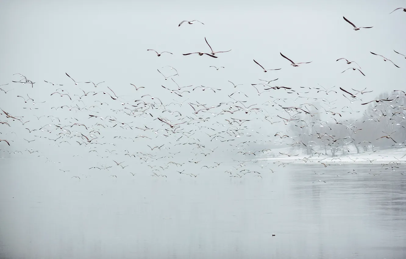 Photo wallpaper Birds, fog, Lithuania, Kaunas