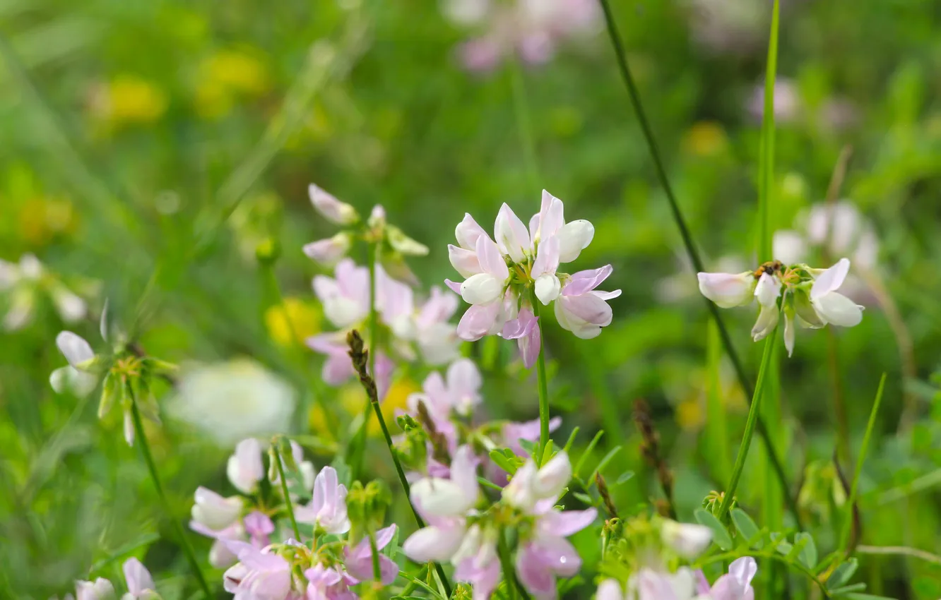 Photo wallpaper flower, meadow, blooming