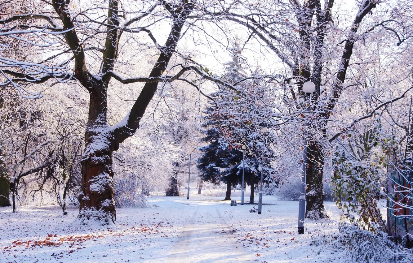 Photo wallpaper forest, park, winter, tree, cold