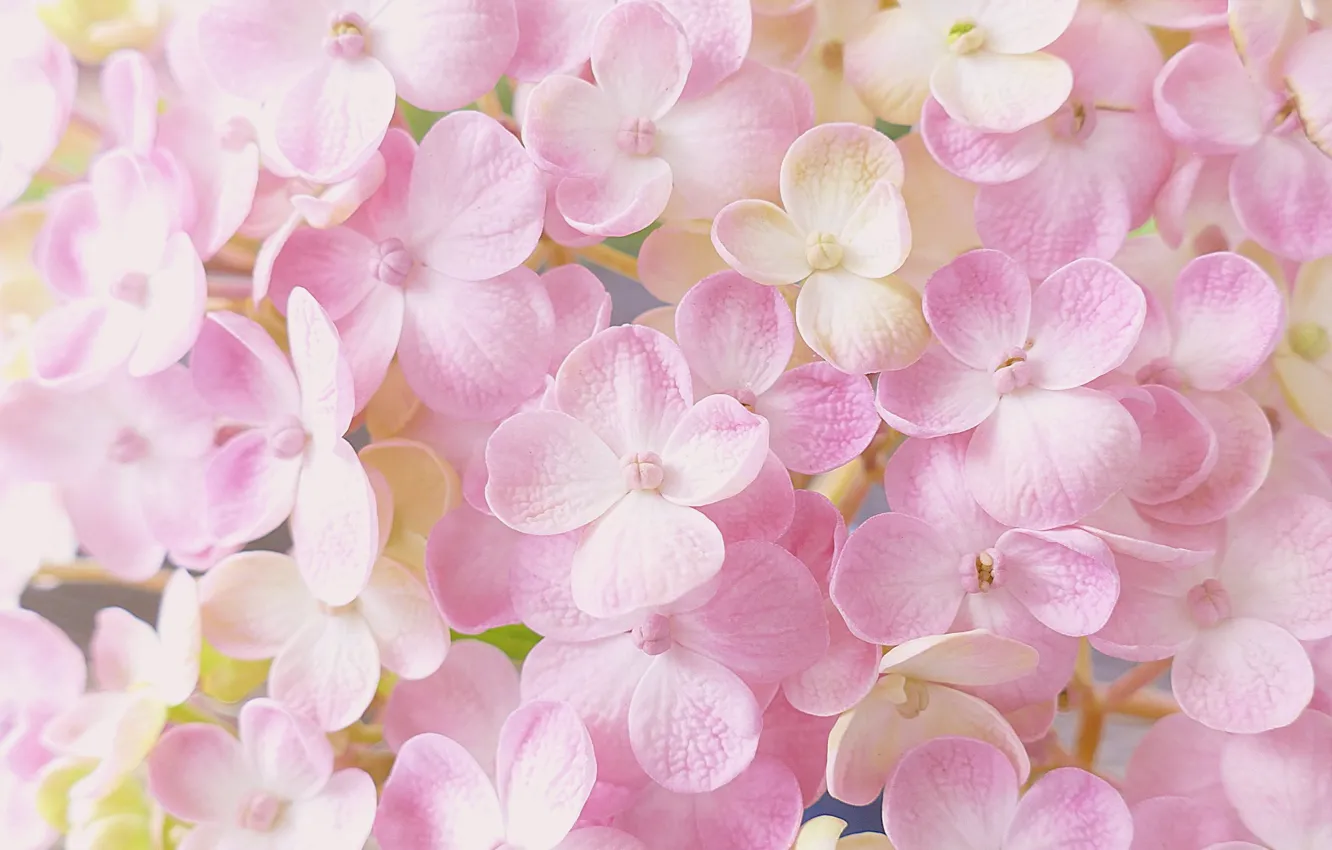 Photo wallpaper macro, flowers, hydrangea