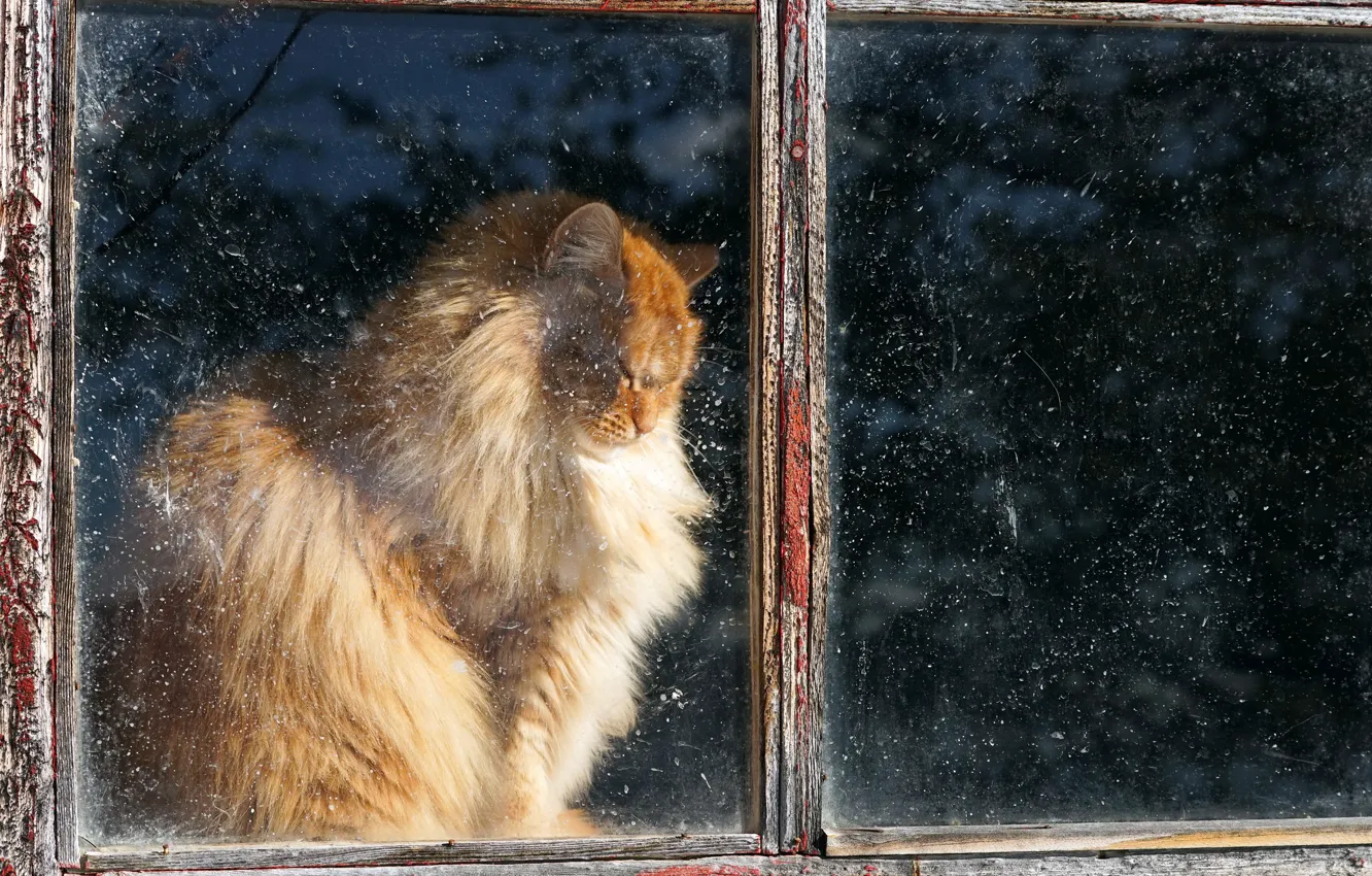 Photo wallpaper cat, house, window