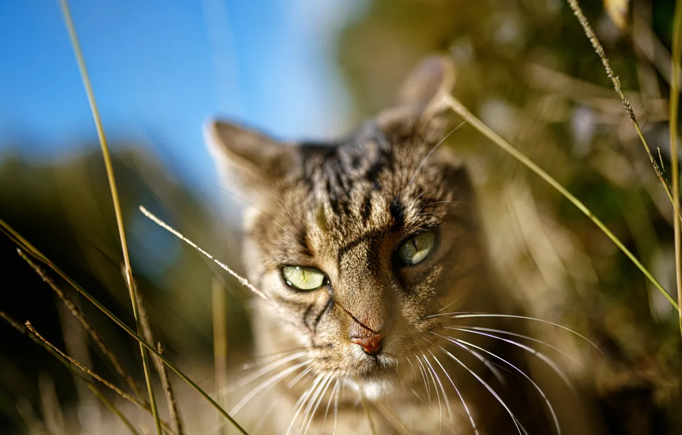 Photo wallpaper cat, grass, eyes, cat, look, face, light, nature
