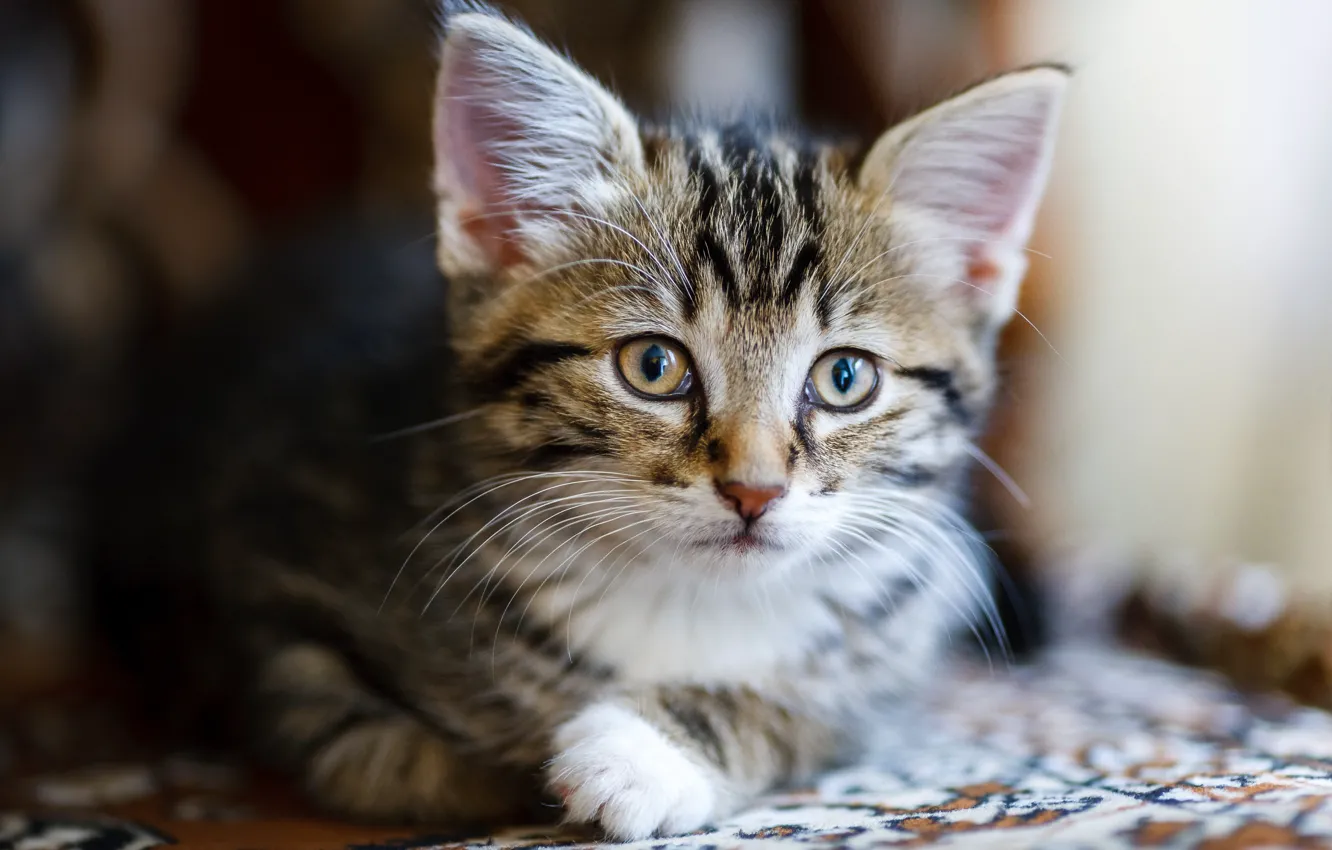 Photo wallpaper portrait, look, cat, kitty, bokeh, face