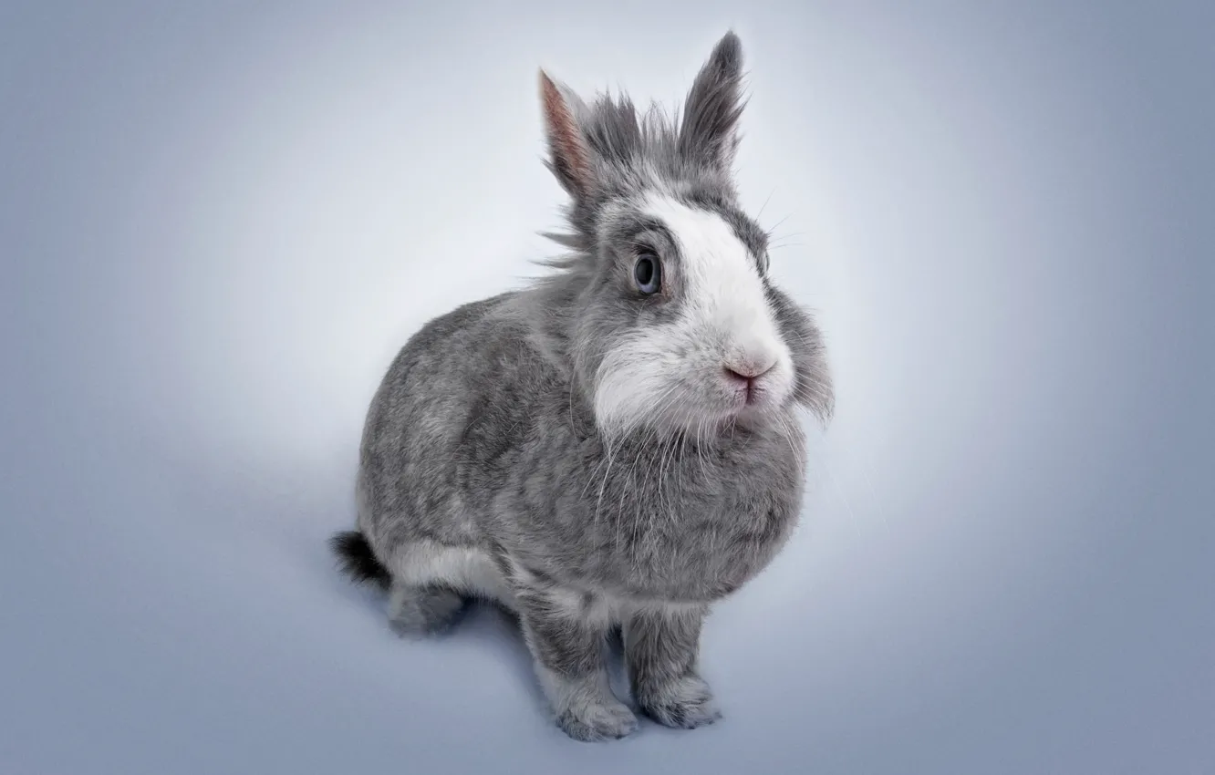 Photo wallpaper rabbit, ears, pet