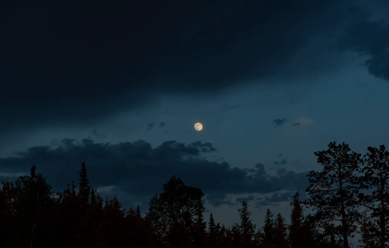 Photo wallpaper forest, the sky, clouds, trees, nature, the moon, the evening