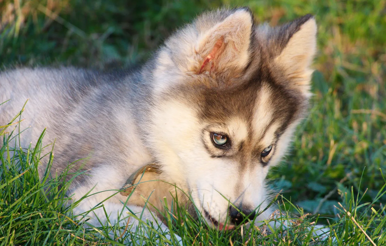 Photo wallpaper husky, handsome, metiz