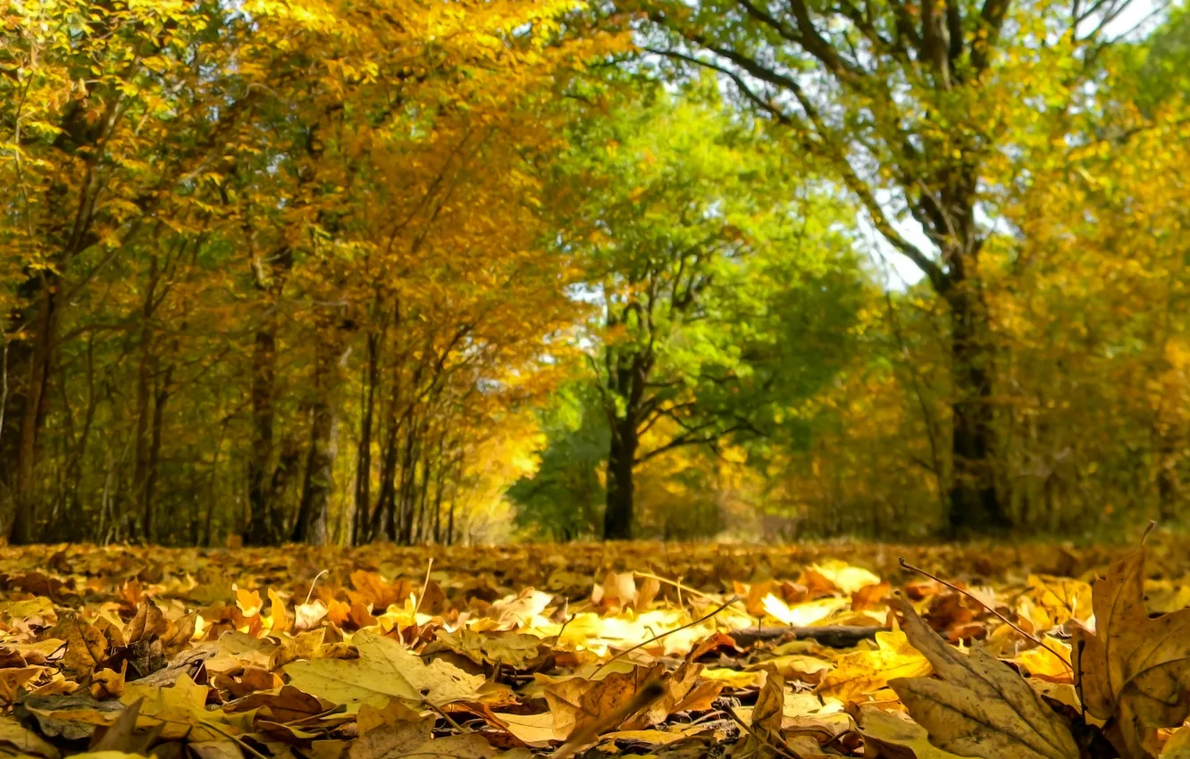 Photo wallpaper Autumn, Trees, Fall, Foliage, Autumn, Trees, Leaves