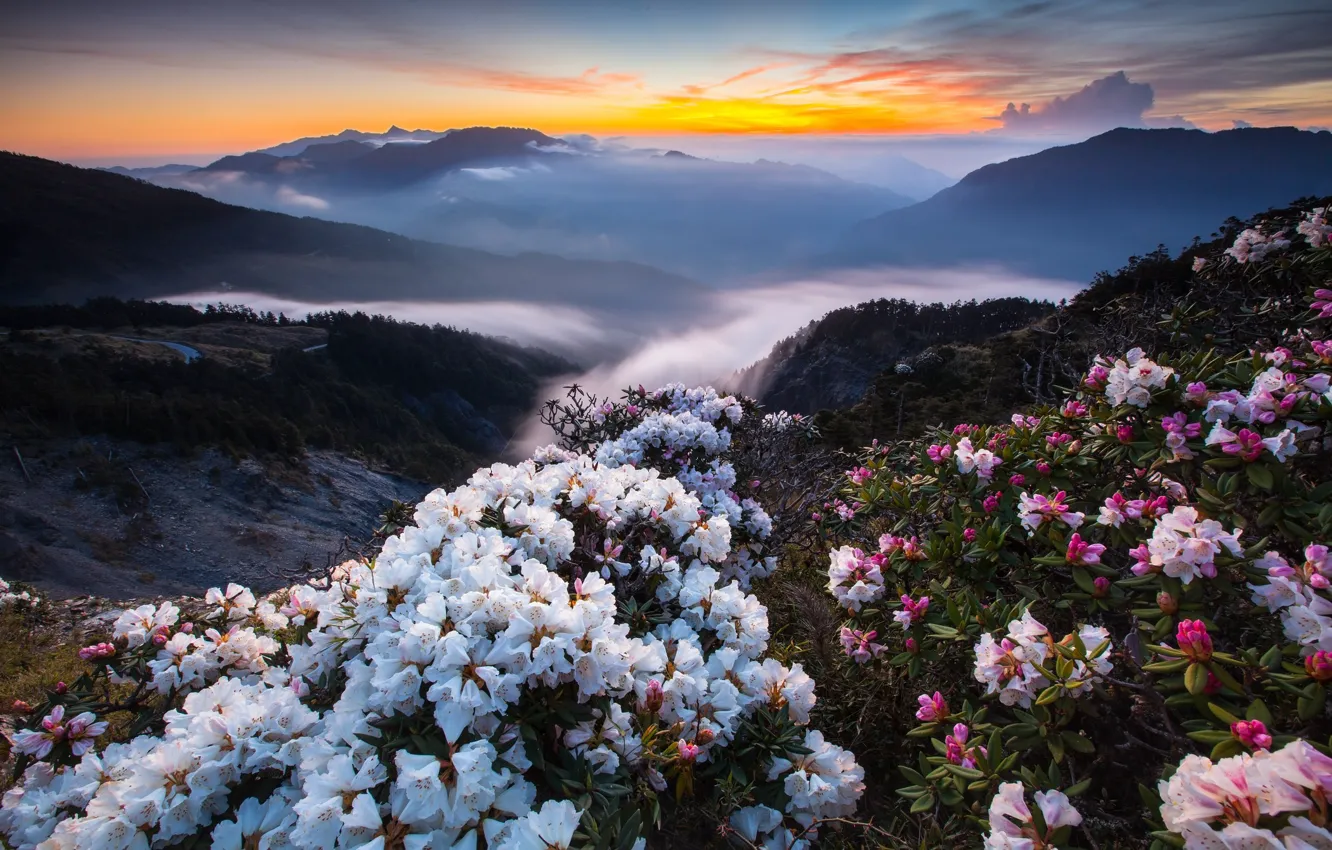 Photo wallpaper landscape, flowers, mountains, nature, the bushes