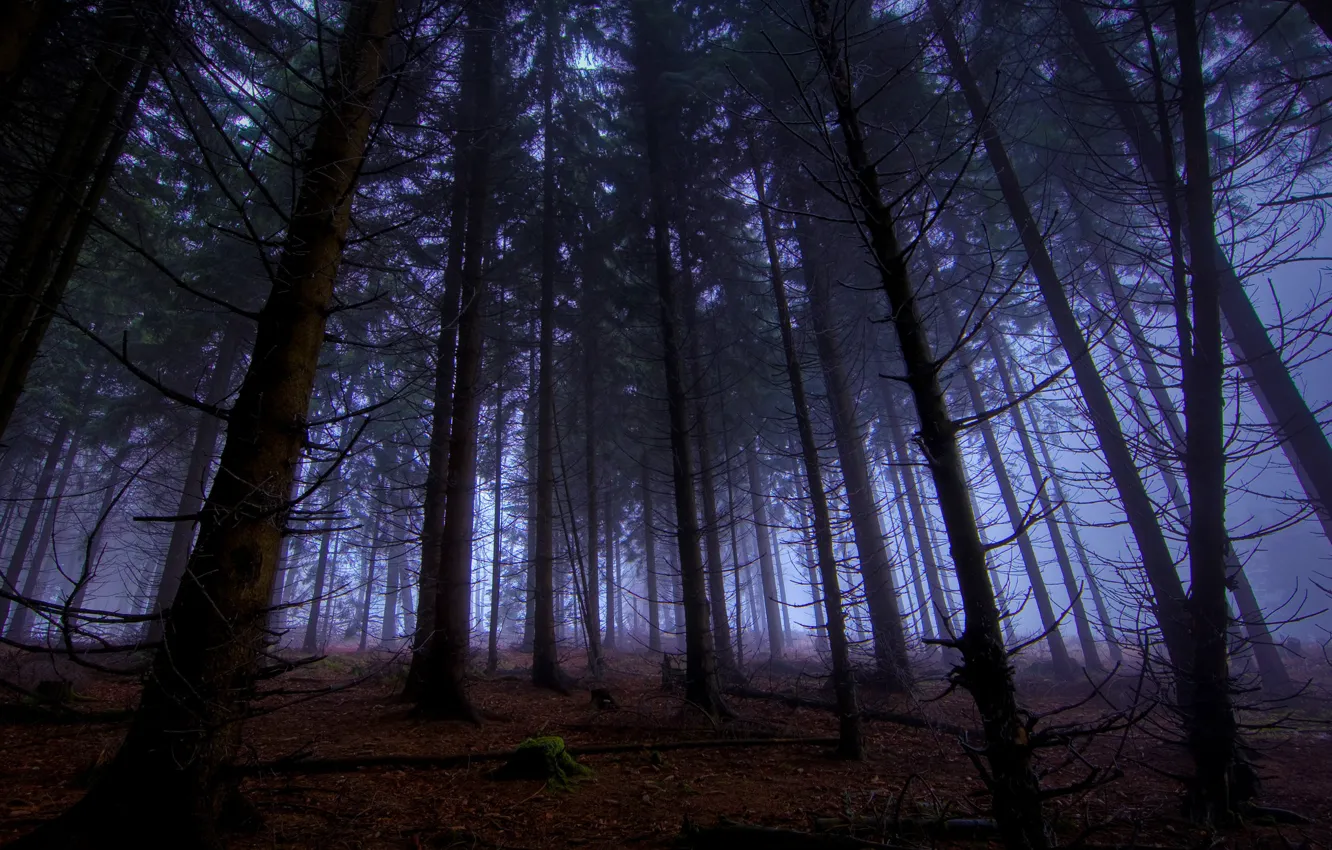 Photo wallpaper forest, trees, night, nature