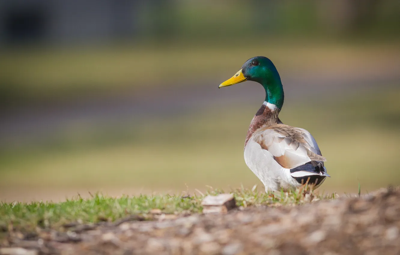 Photo wallpaper background, bird, shore, duck, bokeh