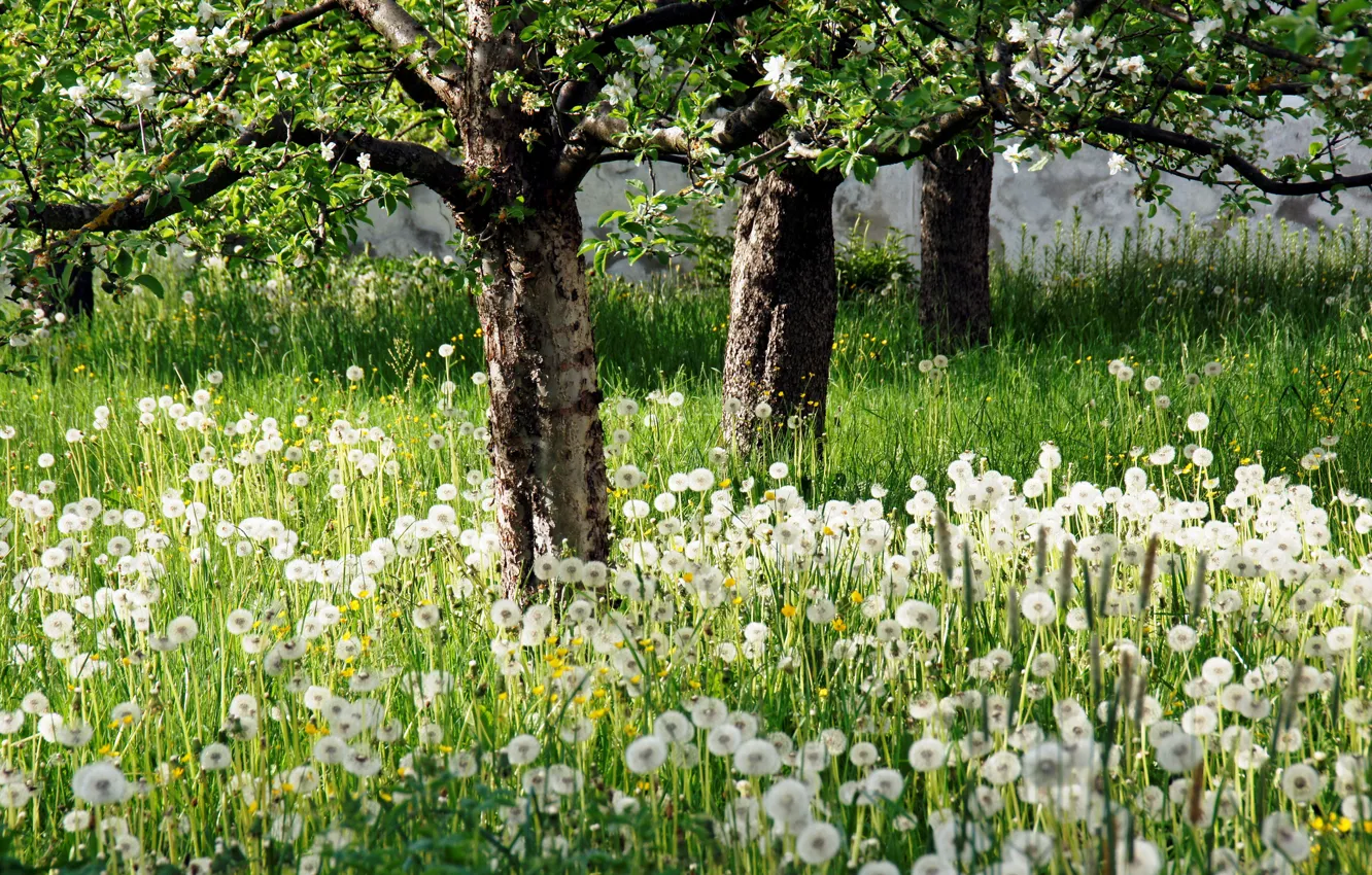 Photo wallpaper trees, nature, garden, dandelions